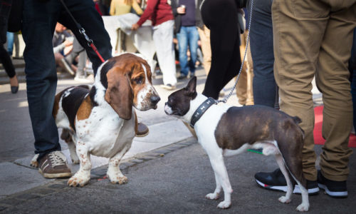 Two dogs greeting each other by sniffing. 2 Urban Bassets